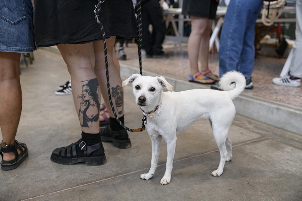 Η Dogs’ Voice διοργανώνει μια μεγάλη ημέρα γιορτής στη Δημοτική Αγορά Κυψέλης