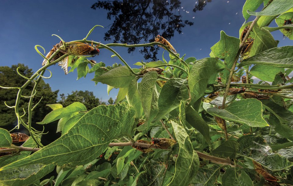 A Centuries-Old Love Song, Springfield, Illinois / John Stanmeyer