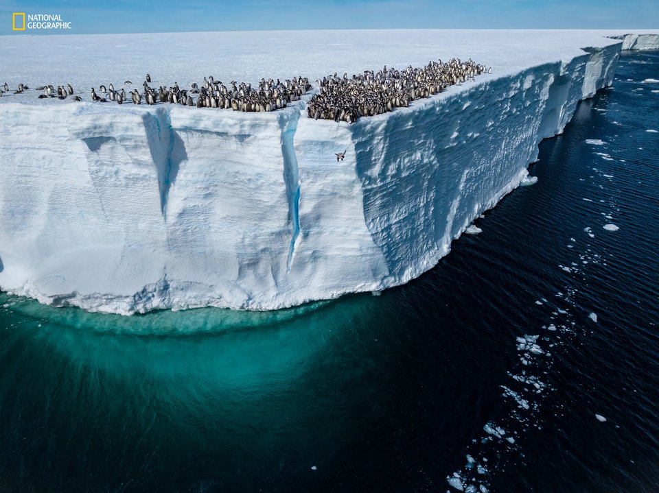 Taking the Plunge, Atka Bay, Antarctica / Bertie Gregory