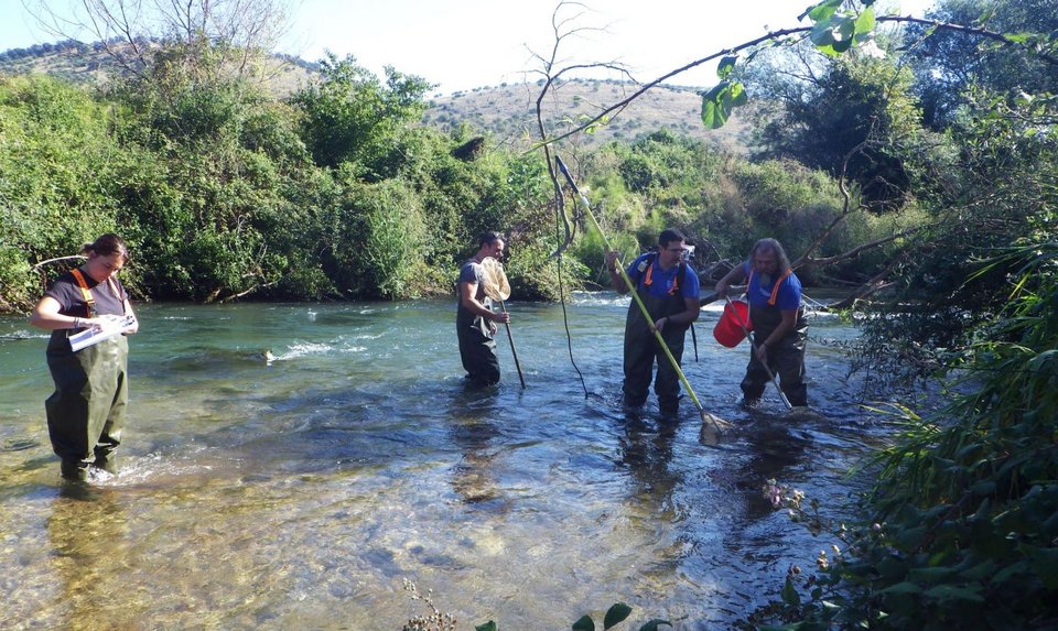 Θεωρείται ως κρισίμως κινδυνεύον είδος, καθώς ανήκει σε μια αρχαία ομάδα σπονδυλωτών, τις λάμπραινες (lampreys), η οποία επιβίωσε για τουλάχιστον 360 εκατομμύρια χρόνια