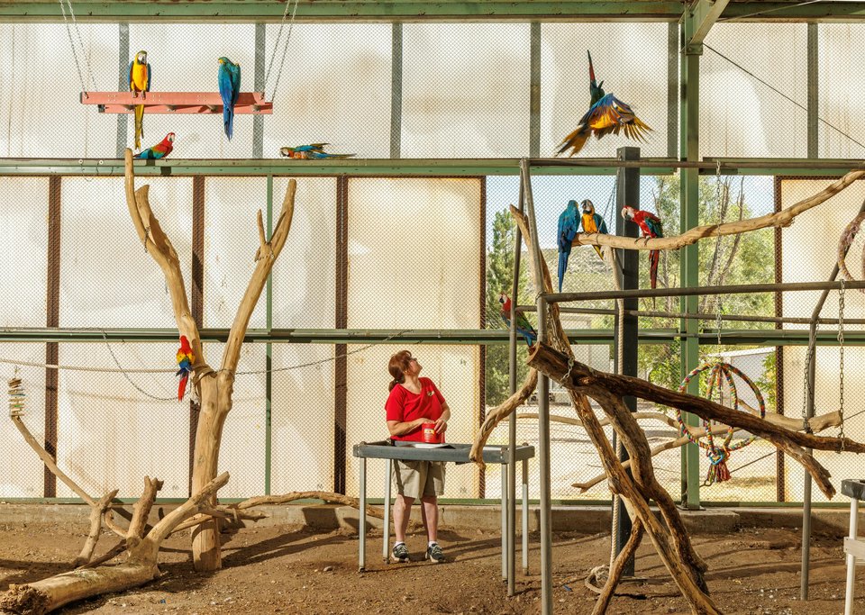 A Forever Home, Benson, Arizona / Christie Hemm Klok