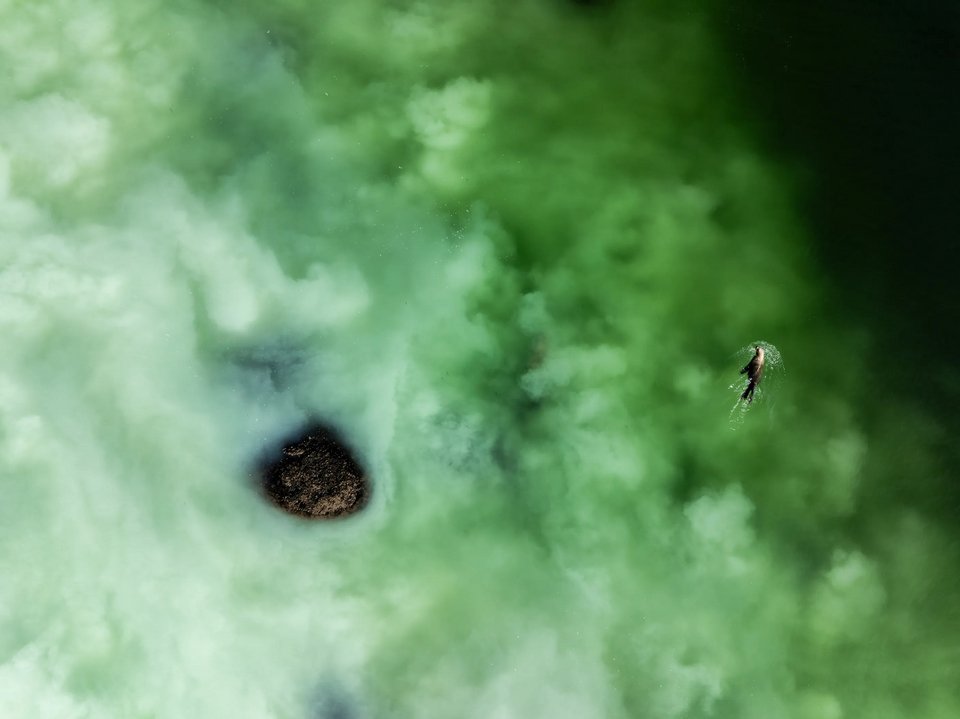 A Fertilizing Frenzy, British Columbia, Canada / Ryan Tidman