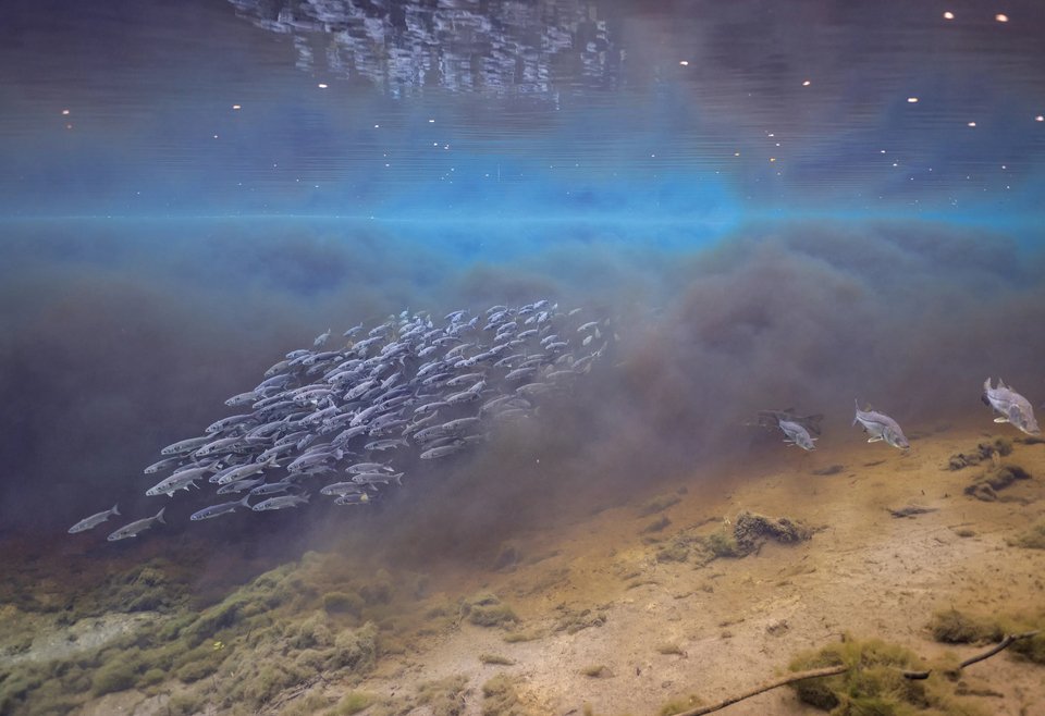 When Waters Collide, Fanning Springs State Park, Florida / Jason Gulley