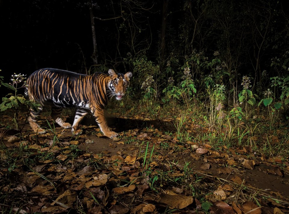 Tracking the Elusive Black Tiger, Odisha State, India / Prasenjeet Yadav