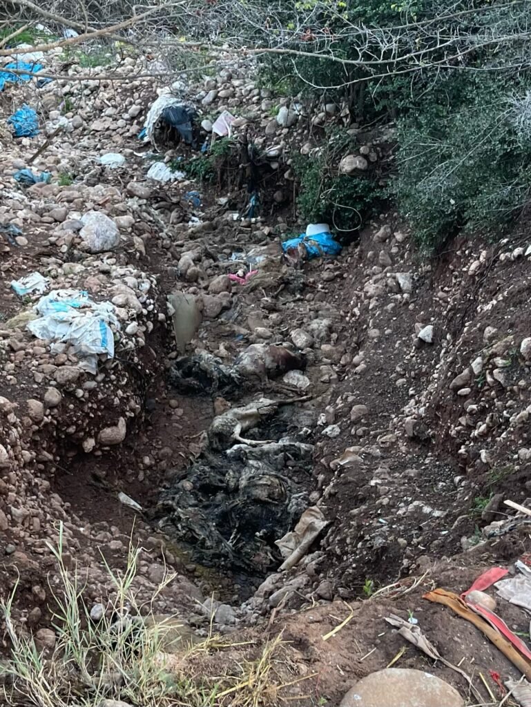 Επέμβαση της εισαγγελίας για νεκρά πρόβατα σε ρέμα κοντά στον Αλμυρό / taxydromos