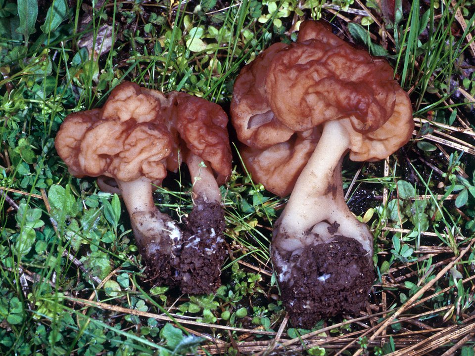 Το τοξικό μανιτάρι Gyromitra esculenta / WIKIPEDIA 