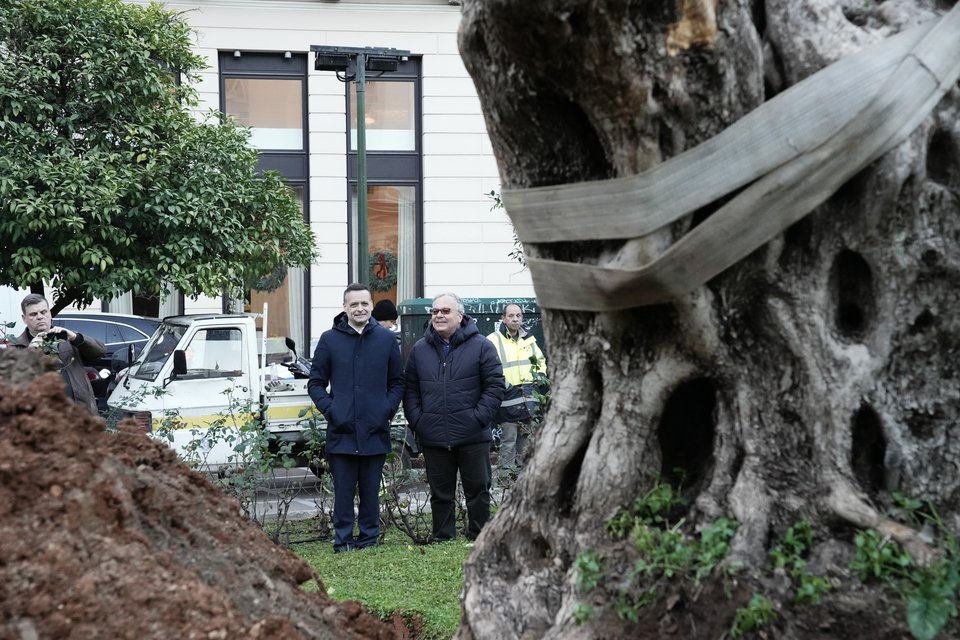 Διασώθηκε και μεταφυτεύτηκε υπεραιωνόβια ελιά 700 ετών