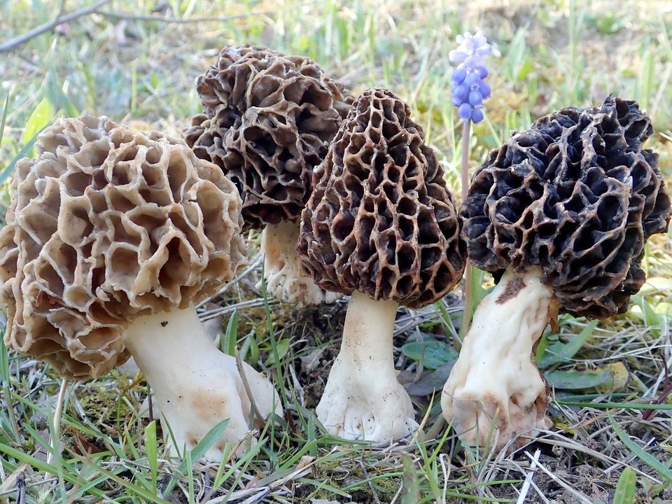 Μια «αθώα» Morchella esculenta / WIKIPEDIA