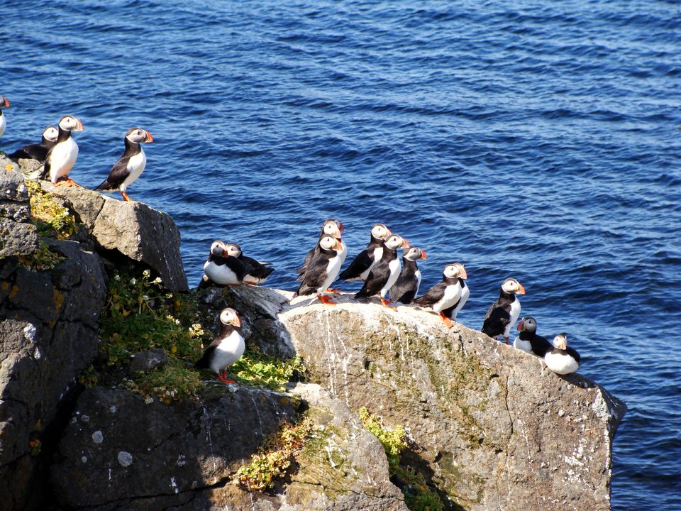 Puffins στο νησί Grimsey στη Βόρεια Ισλανδία