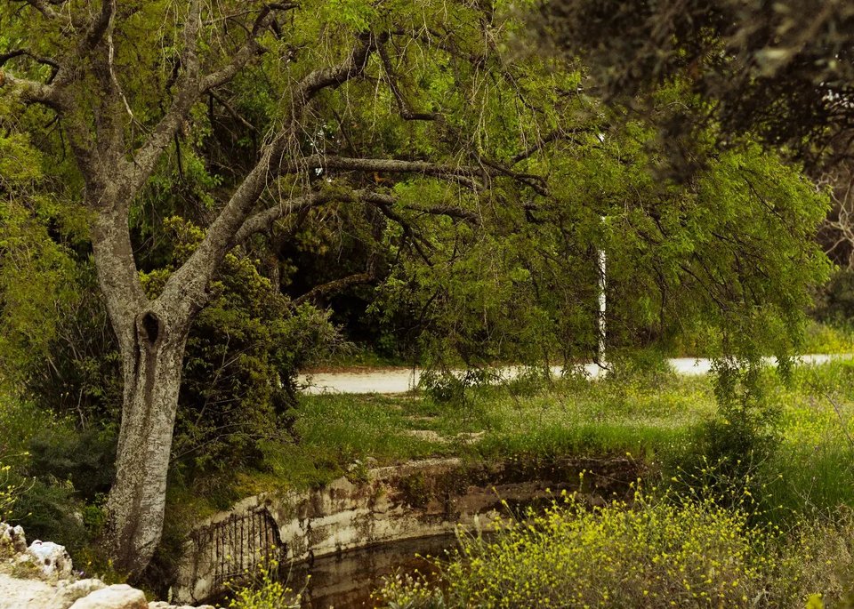 Άποψη από την πευκόφυτη έκταση των 950 στρεμμάτων του Δάσους Συγγρού / Φωτογραφία: dasosygrou.gr