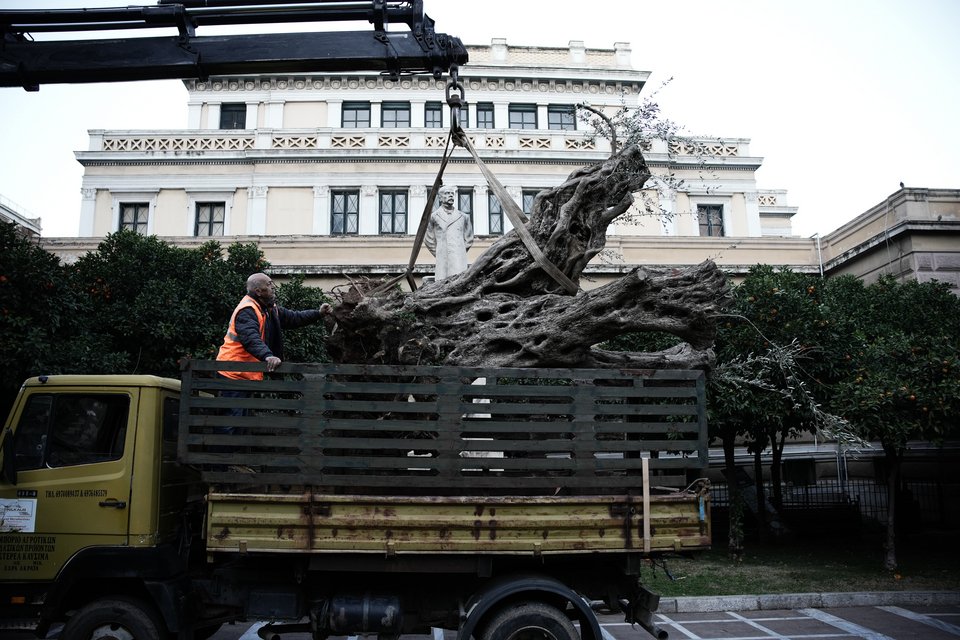 Eλιά 700 ετών, μπροστά από τη Παλαιά Βουλή επί της οδού Σταδίου