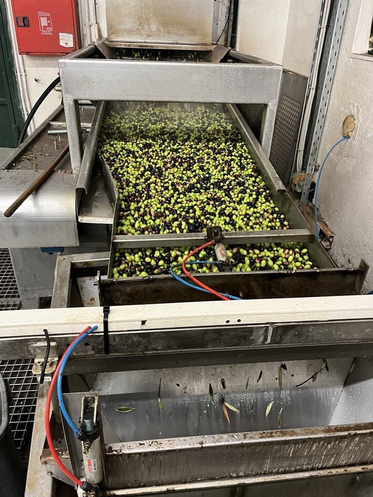 Κατά τη συγκομιδή μαζεύτηκαν περίπου 1.100 κιλά ελιάς από τα δέντρα που είναι φυτεμένα στο παραλιακό μέτωπο της Θεσσαλονίκης