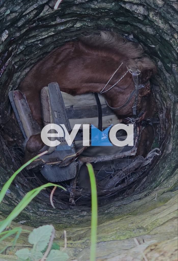 Το άλογο σε βάθος 6 μέτρων