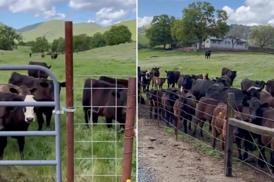 Η φάρμα του Ντάνιελ Στερν