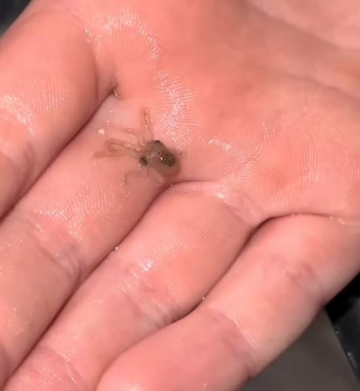 Ένα από τα μικροσκοπικά χταποδάκια