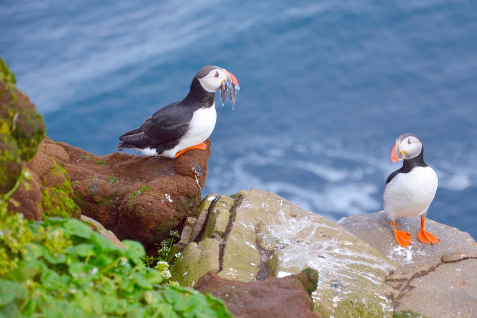 Πουλιά puffin στο νησί Grimsey