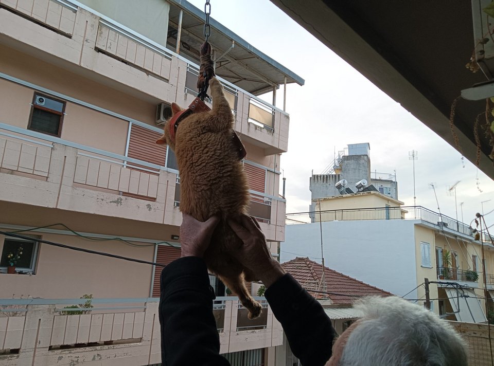 Ο γάτος ευτυχώς σώθηκε από τους διερχομένους