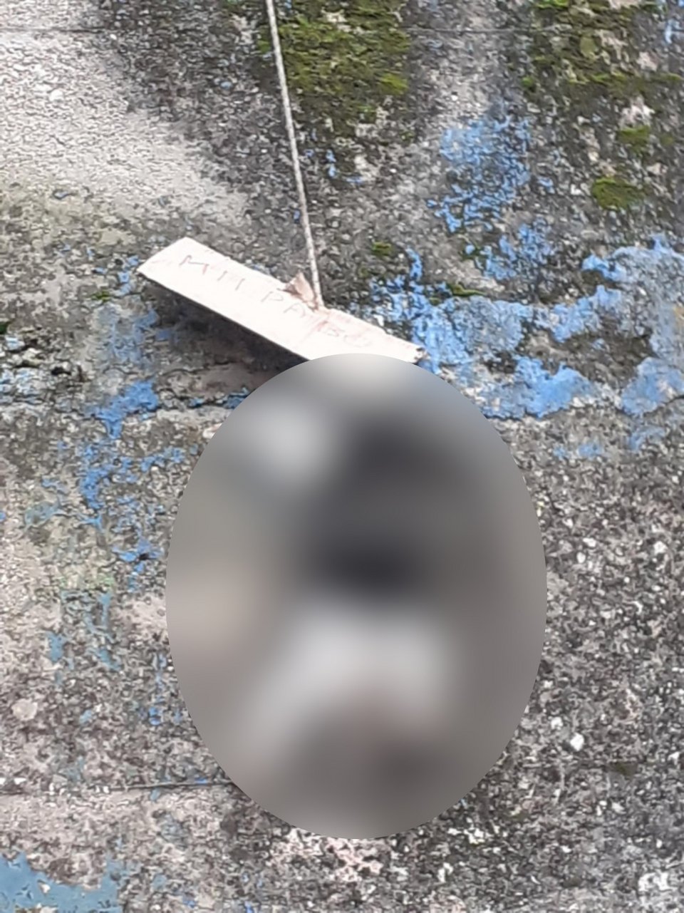 H δολοφονημένη γάτα στην Κεφαλονιά / kefalonialife.gr