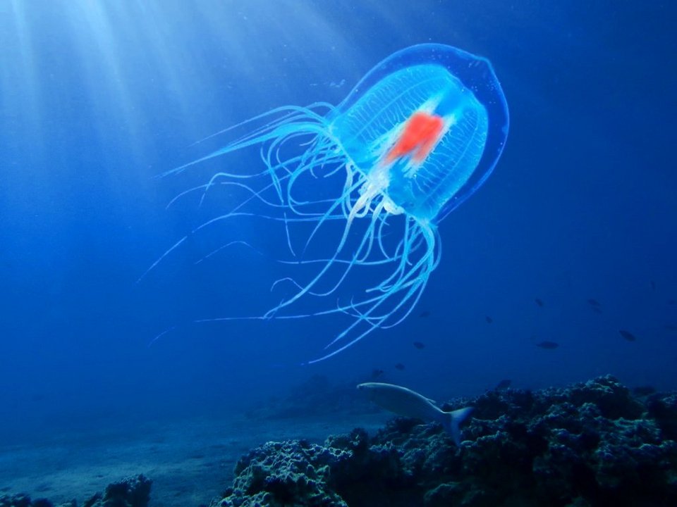 Turritopsis dornhii / WIKIPEDIA