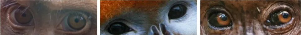 Φωτογραφία: Cognition and Emotion