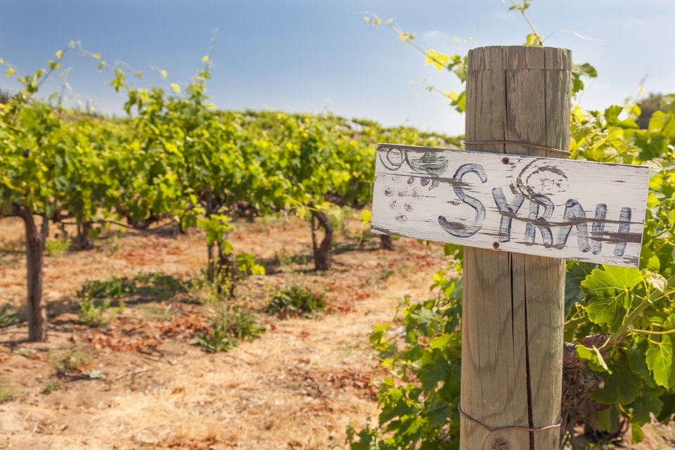 To Syrah είναι το μεγάλο αστέρι των διεθνών ερυθρών ποικιλιών που ευδοκιμεί στην Ελλάδα και αποδίδει σπουδαία κρασιά