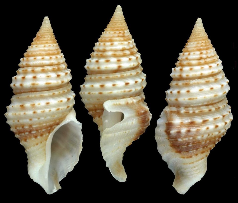 Credit: Peter Stahlschmidt /The Nippon Foundation-Nekton Ocean Census