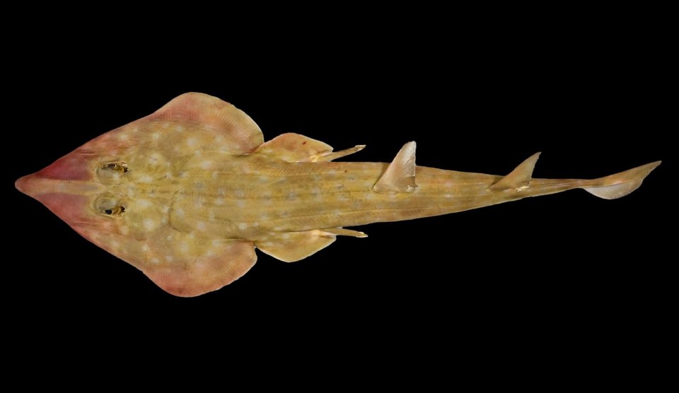 Credit: Sergey Bogorodsky/ The Nippon Foundation-Nekton Ocean Census