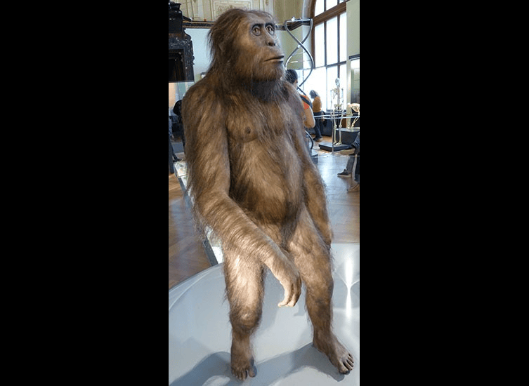 Μοντέλο ενός αρσενικού Australopithecus afarensis στο Μουσείο Φυσικής Ιστορίας της Βιέννης