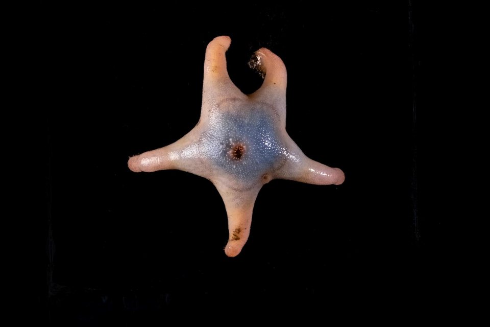 Credit: Martin Hartley / The Nippon Foundation-Nekton Ocean Census
