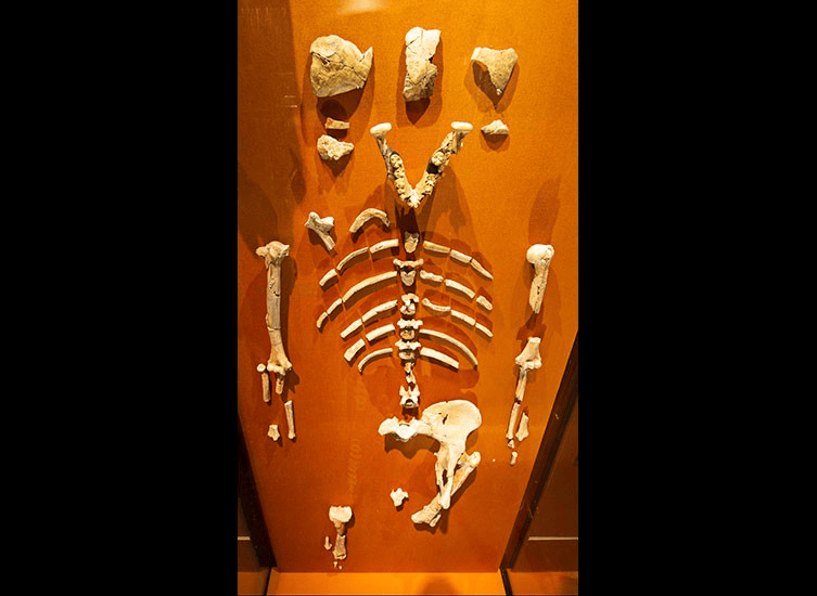 Ένα εκμαγείο της Λούσι που εκτίθεται στο Βρετανικό Μουσείο Φυσικής Ιστορίας. Το μικρό της κρανίο, τα μακριά της χέρια και ο κωνικός της θώρακας μοιάζουν με του πιθήκου, αλλά έχει μια πιο ανθρώπινη σπονδυλική στήλη, λεκάνη και γόνατο λόγω του όρθιου βαδίσματος.