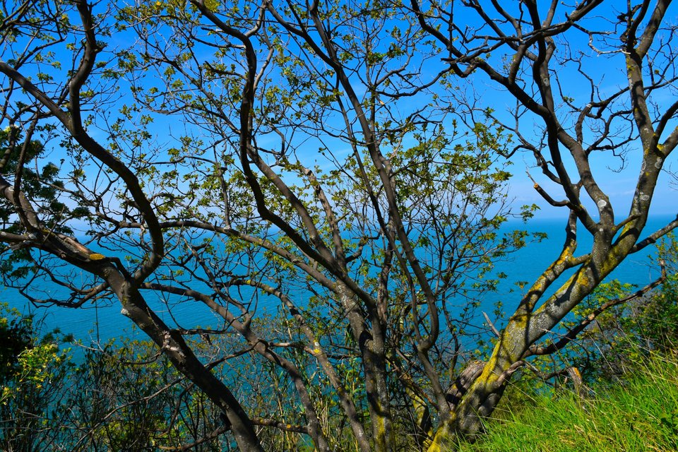 Το δέντρο Fraxinus ornus