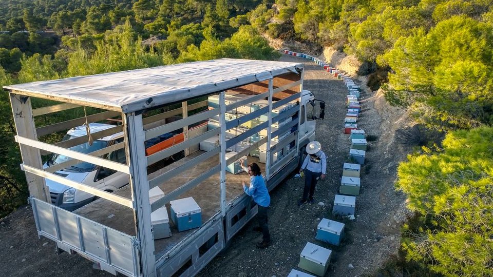 Οι νομάδες μελισσοκόμοι ταξιδεύουν το μεγαλύτερο μέρος του χρόνου