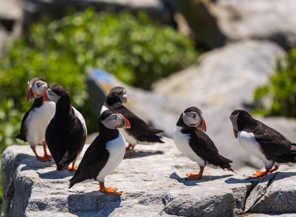 Πουλιά puffins σε μεγάλο βράχο στο νησί Machias Seal