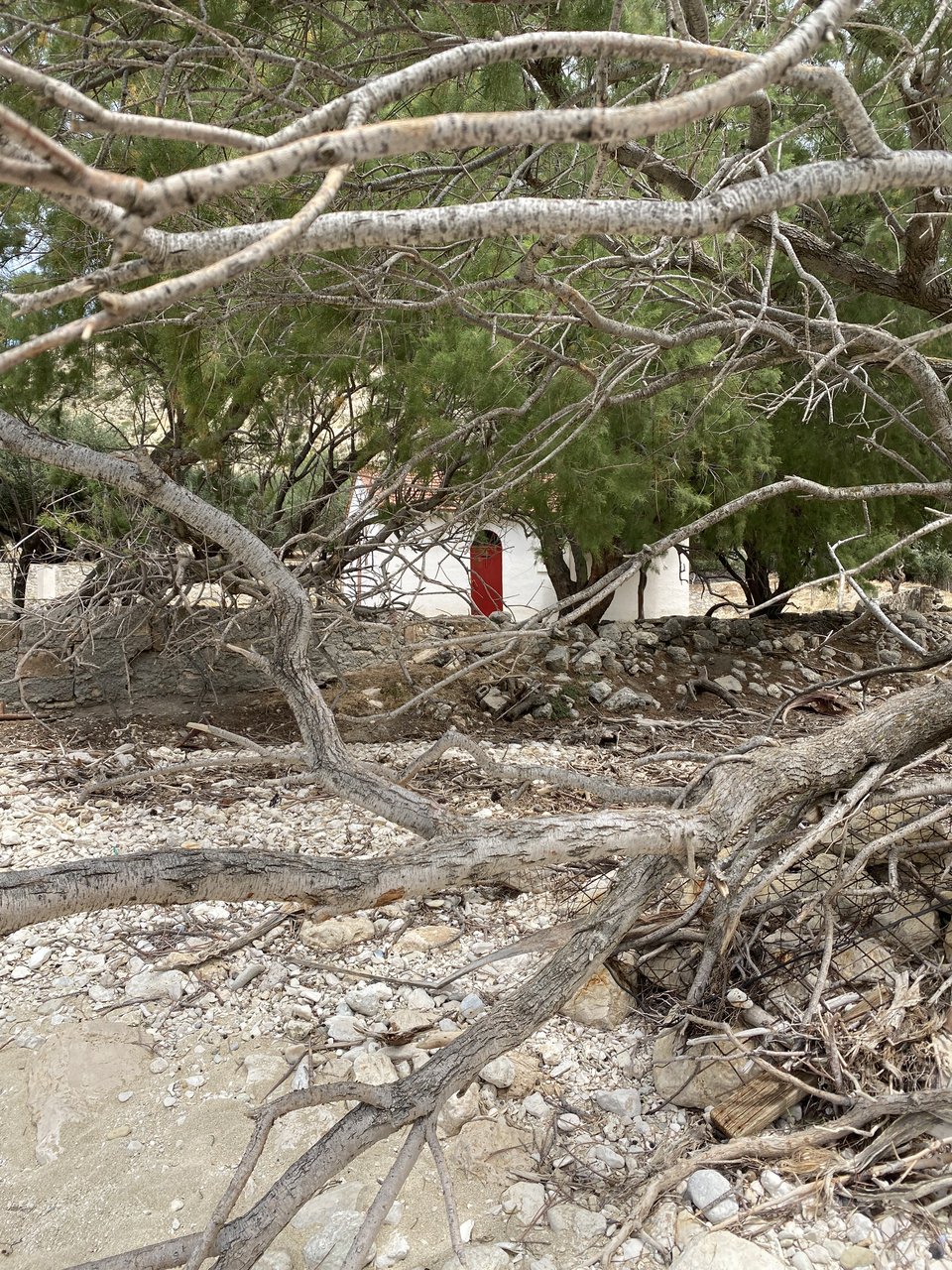 Το εκκλησάκι όπως φαίνεται μέσα από τα πεύκα της παραλίας.