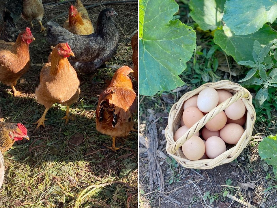 Το Adam's Α Taste Of Heaven της Βάρης έχει δικά του κοτέτσια με κότες ελευθέρας βοσκής που θρέφονται βιολογικά και παράγουν κάτι θεϊκά σε γεύση αυγά που θα σε ξετρελάνουν / Φωτογραφίες: adams_tasteofheaven/Instagram