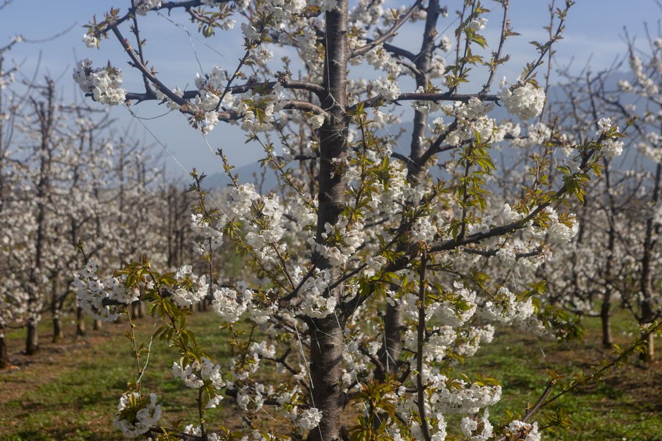 Αξιοποιώντας αυτό το μοναδικό δώρο της φύσης ο Πιερικός Οργανισμός Τουριστικής Ανάπτυξης και Προβολής υλοποίησε την πρωτοβουλία «Ανθισμένες Κερασιές της Πιερίας»