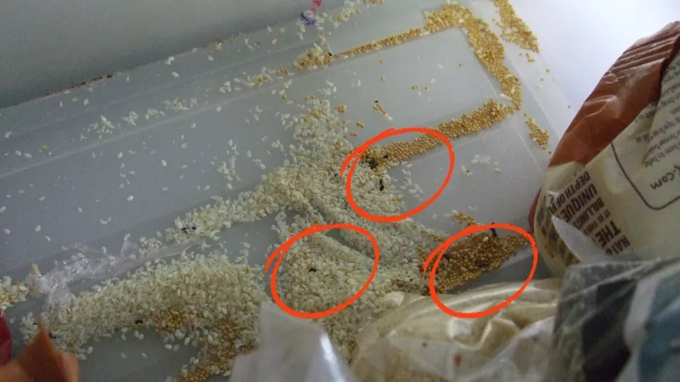 Τα τρόφιμα είχαν μολυνθεί με περιττώματα ποντικιού /Φωτογραφία: The Royal Borough of Kensington and Chelsea