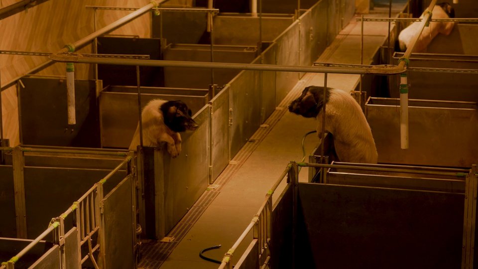 Ang Siew Ching High Rise Pigs, (Πολυκατοικία γουρουνιών), 2025 (στιγμιότυπο) Μονοκάναλο βίντεο, έγχρωμο με ήχο, 18’ 6” Ευγενική παραχώρηση του καλλιτέχνων