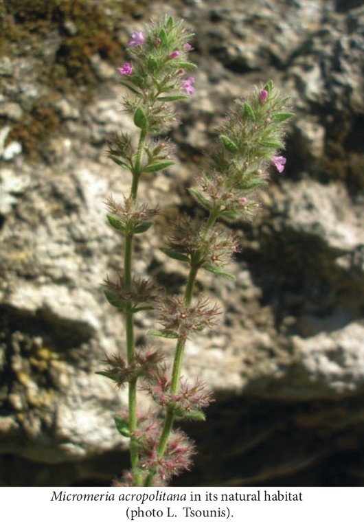 micromeria acropolitana