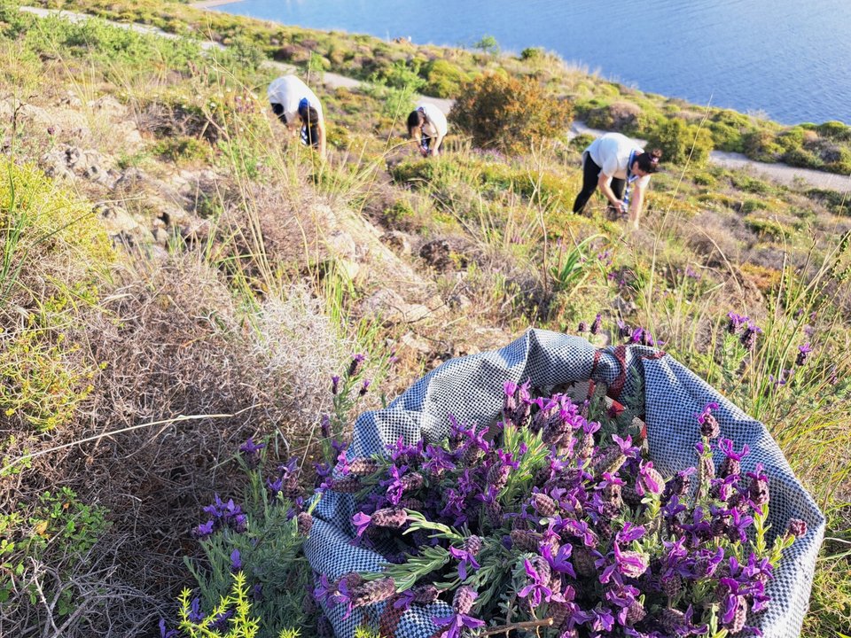 Με μωβ «μύρα» από τα βουνά που μάζεψαν Πρόσκοποι οι Επιτάφιοι στον Μόλυβο