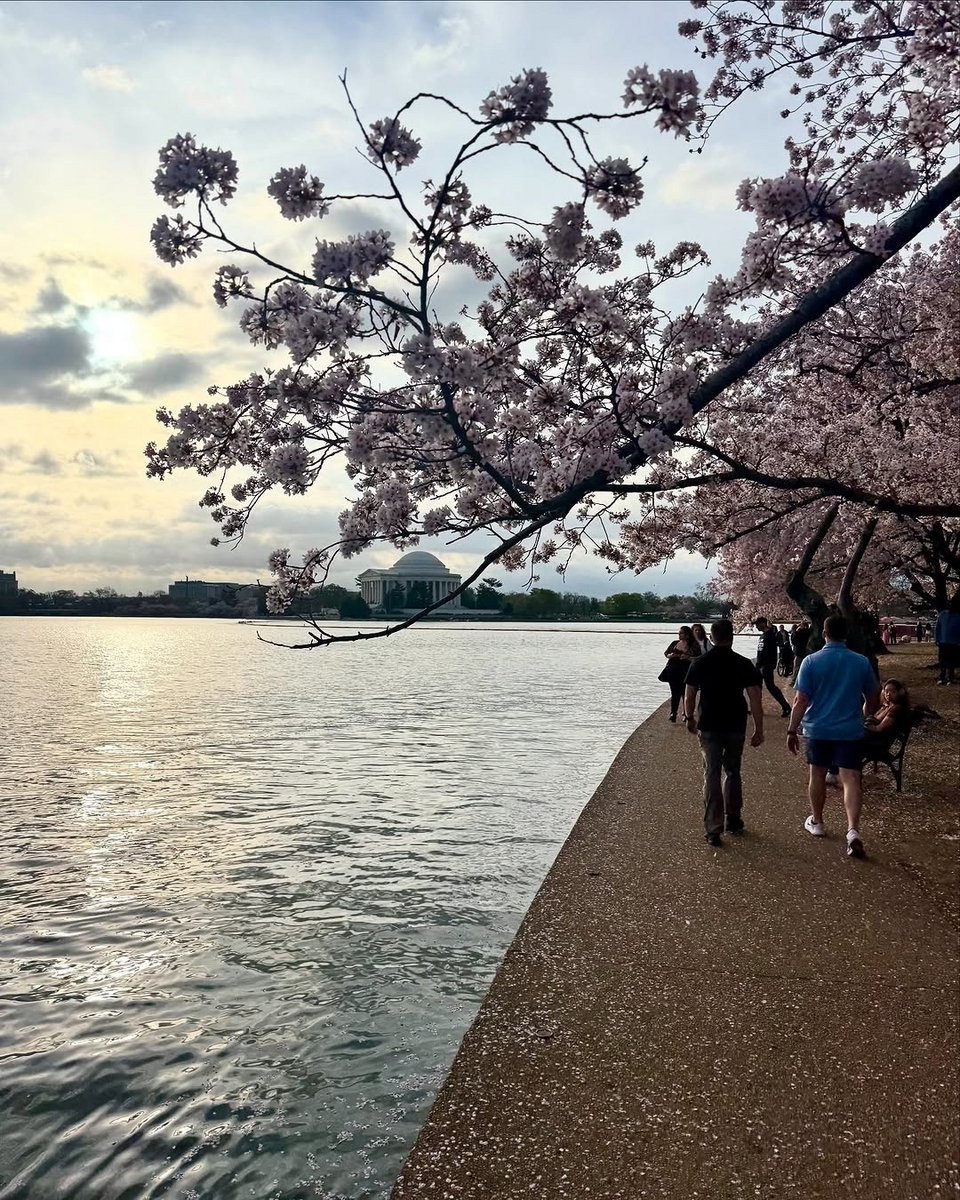 Οι ανθισμένες κερασιές στο Tidal Basin της Ουάσινγκτον
