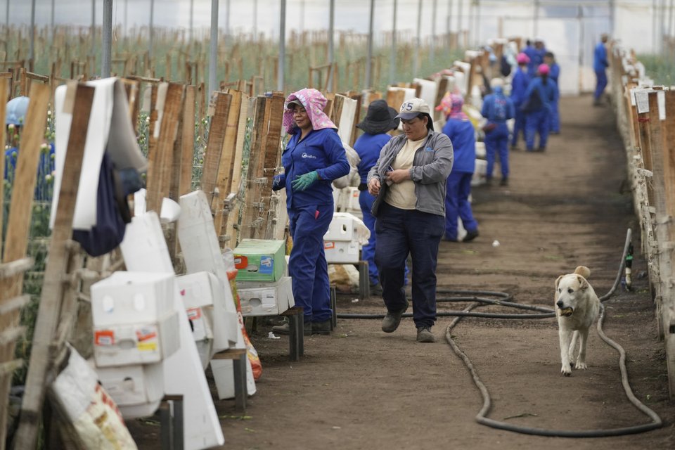 Μεγάλη φάρμα με λουλούδια στην Κολομβία που απασχολεί δεκάδες εργαζόμενους / AP