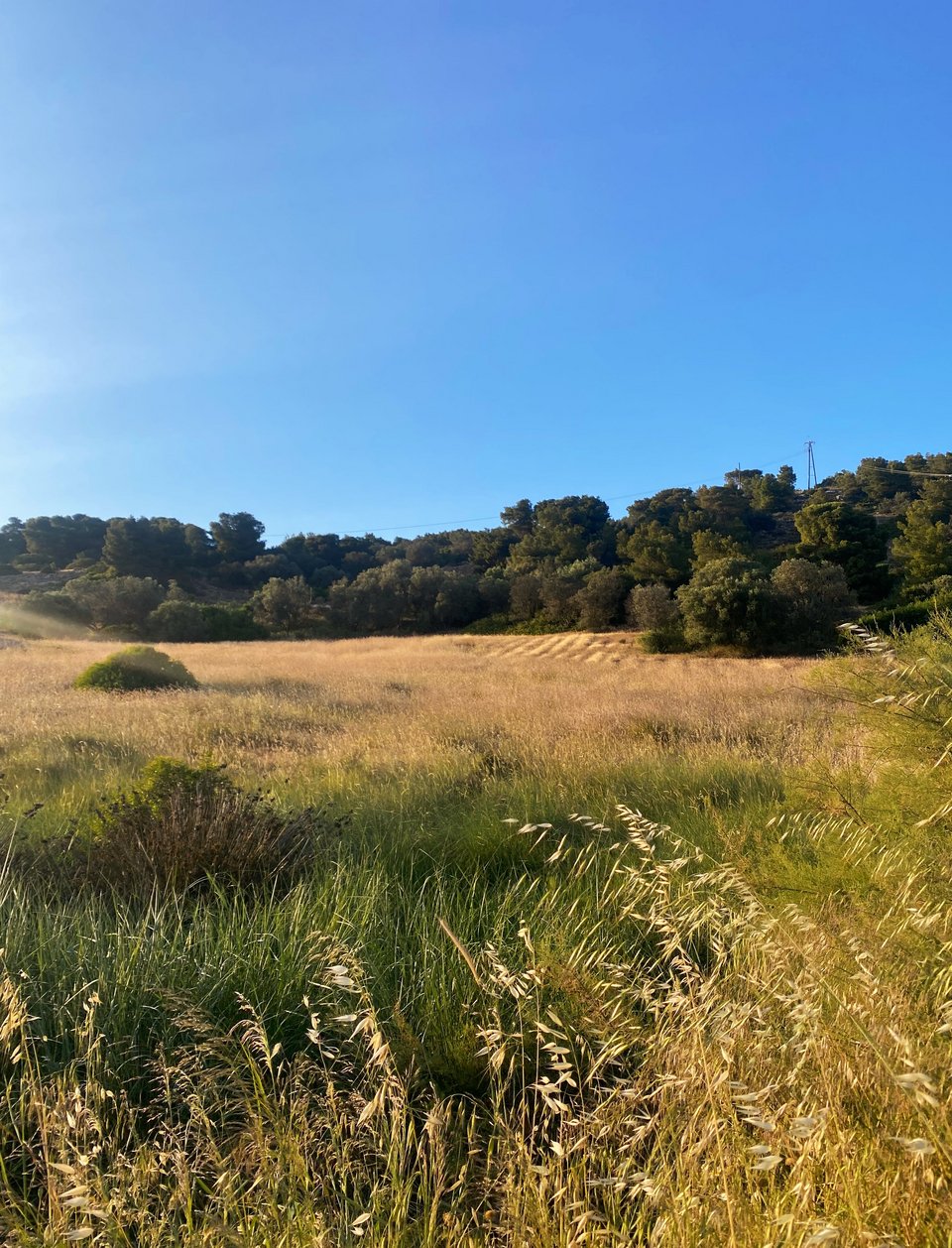 Στιγμιότυπο στη διαδρομή από τη Βραυρώνα προς τη Χαμολιά / Φωτογραφία: Μάνος Λειβαδάρος/iefimerida