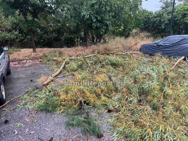 Πεσμένα δέντρα από ισχυρό μπουρίνι στη Λαμία