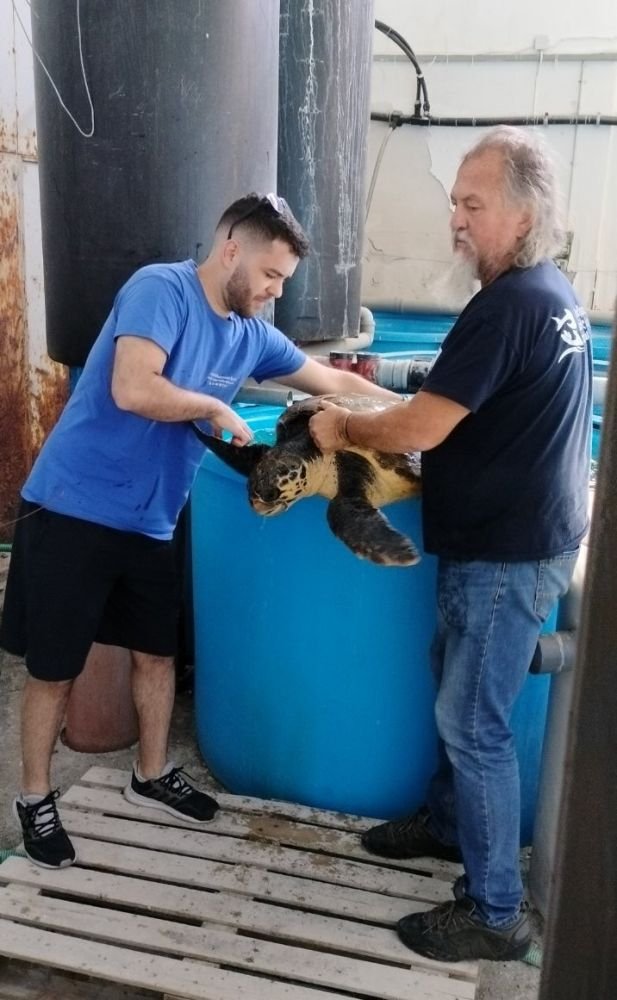 Όταν η χελώνα, που είχε βρεθεί τραυματισμένη, έφτασε στο Ινστιτούτο Αλιευτικής Έρευνας (ΙΝΑΛΕ - ΕΛΓΟ ΔΗΜΗΤΡΑ) για να λάβει την απαραίτητη φροντίδα και θεραπεία