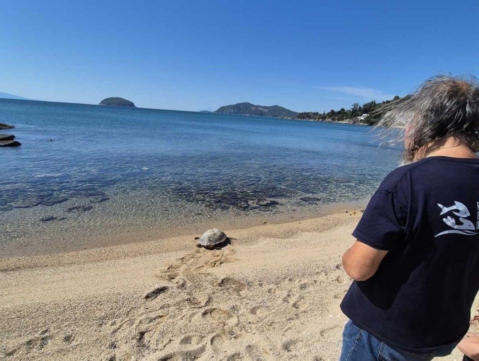 Η ανάρρωση και η απελευθέρωση στο νερό μιας θαλάσσιας χελώνας Caretta caretta αποτελεί πάντα μια συγκινητική στιγμή