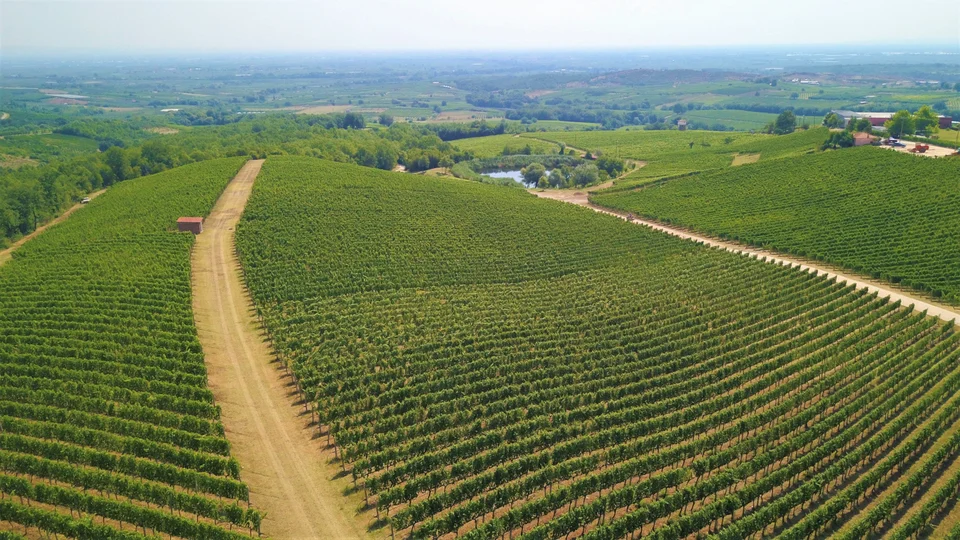 Οι αμπελώνες του κτήματος Κυρ-Γιάννη