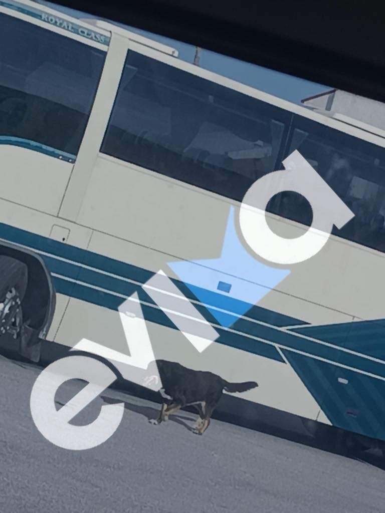σκύλος