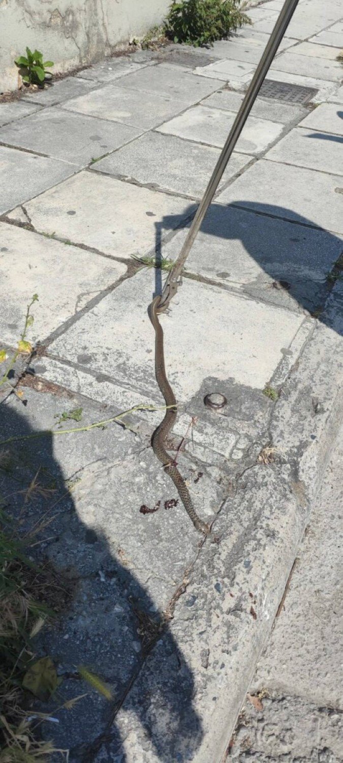 Το φίδι που προκάλεσε αναστάτωση στον Βόλο / Φωτογραφία: thenewspaper