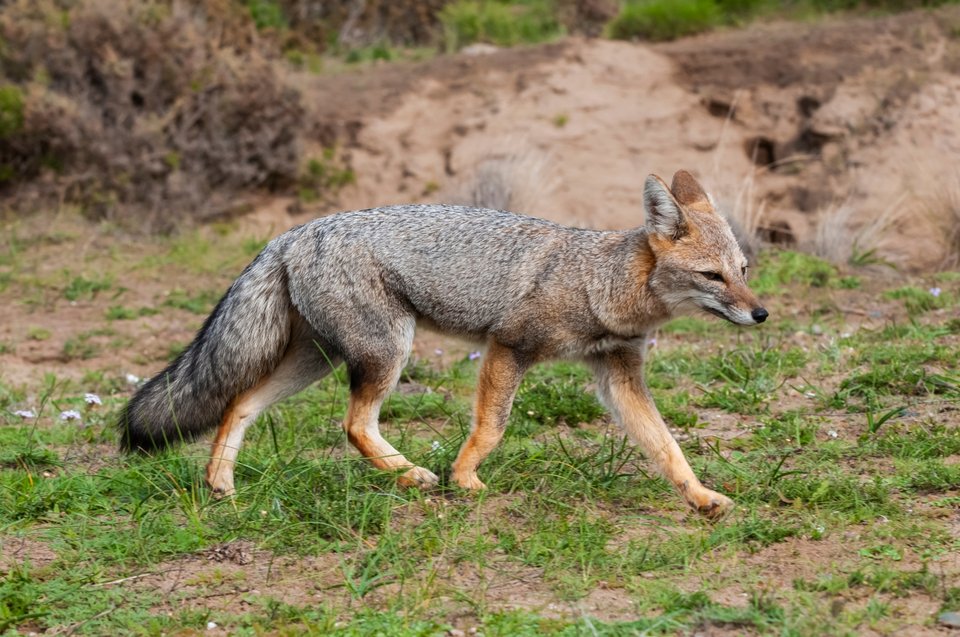 Aλεπού της πάμπας (Lycalopex gymnocercus) / Shutterstock